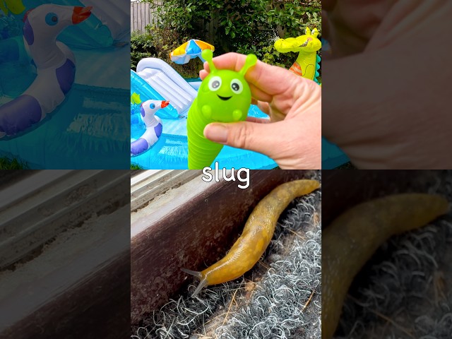 Bug Insect Names for Kids to Learn at the Croc Pool: Earthworm Jewel Beetle Slug Woodlouse Centipede