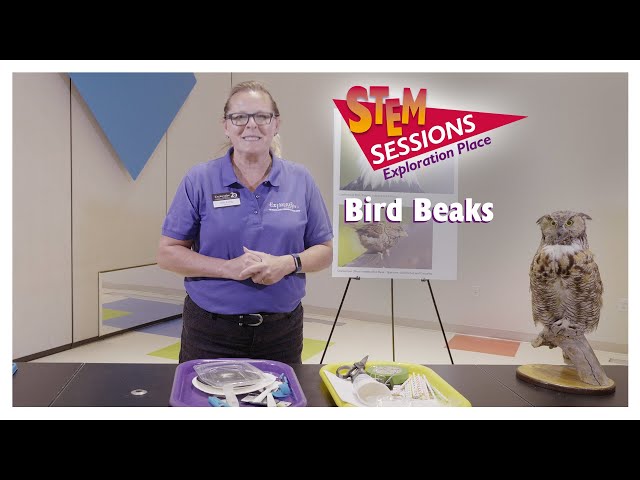 Bird Beaks | STEM Session