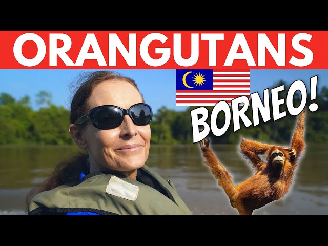 Where to See Orangutans on Borneo Malaysia! (Kinabatangan River Cruise)