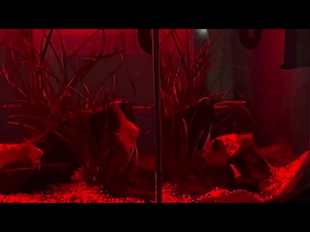 🌈 9 Colors, One Underwater World | OOZY Aquarium Light Showcase #OOZY #AquariumLight#Aquascape