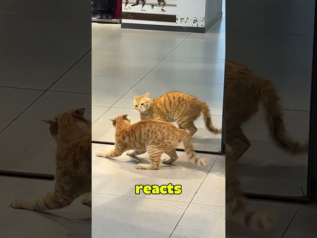 Orange Cat energy is on a whole other level 😺