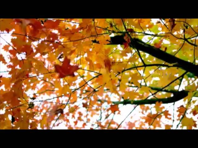 Self-Concept Apple Orchard Analogy-No Music