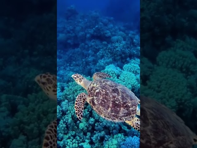 Sea Turtle Vibes. 🌊🐢🦕 #seaturtles #relaxingocean #underwaterworld