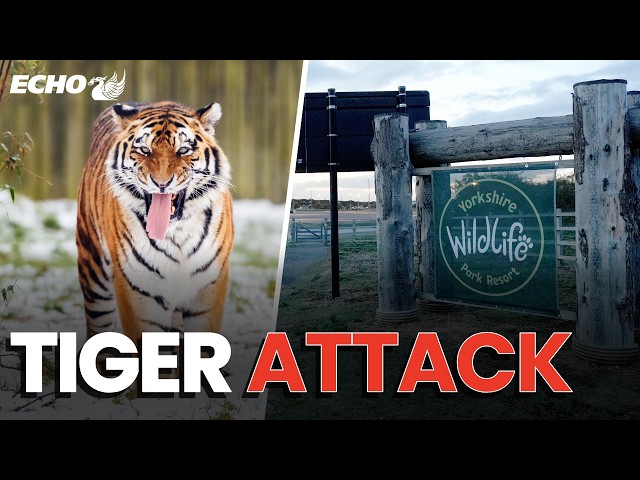 Man dies after being ATTACKED by TIGER at Yorkshire Wildlife Park