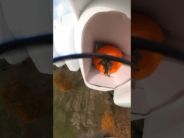 Pumpkin Drop Fail - B-17 Crash #shorts