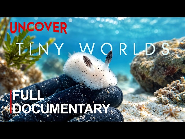 TINY WORLDS II | The Ocean’s Smallest Lives With the Biggest Roles | FULL DOCUMENTARY