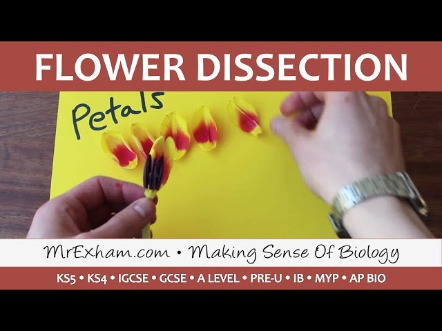 Anatomy of a Flower Dissection - GCSE Biology/A Level/IB
