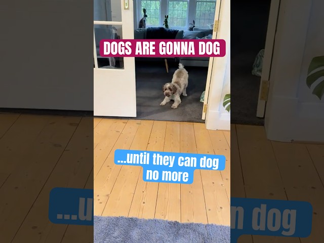 Run Dog, Run!
