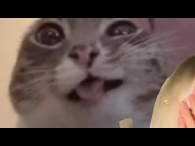 The most chaotic ASMR live stream