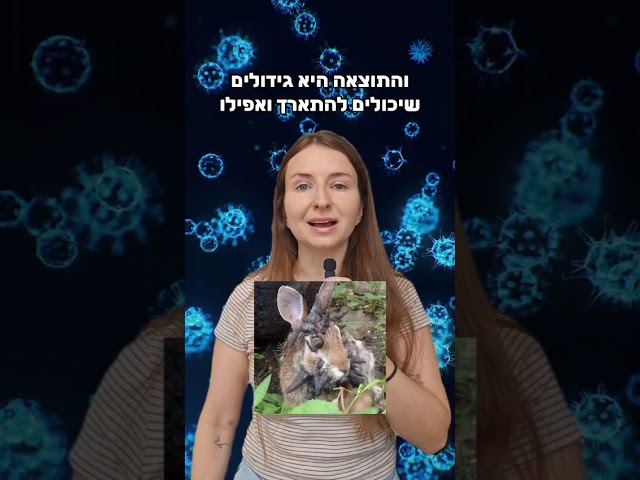מה קורה לארנבים בקולורדו?