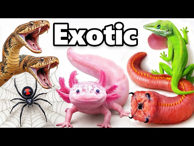 My Craziest Pets of 2025!