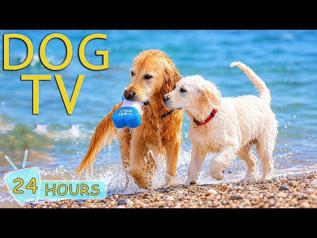 DOG TV: Best Video Anti-Anxiety for Dogs to Watch All Day No Boring - Ultimate Music for Dogs