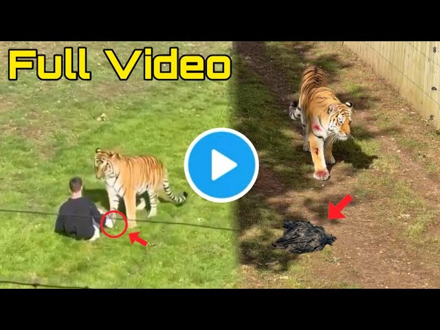 Man and Tiger at Yorkshire Wildlife Park Video |Man Jumps Into Tiger Enclosure at Yorkshire Wildlife