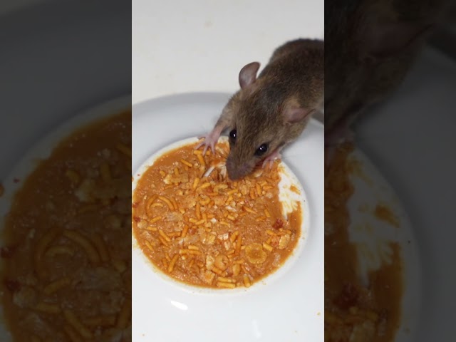 🐭🔥 Mice REALLY Go CRAZY For Peanut Butter - Cat TV