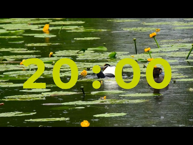 20 Minute Classroom Timer with LoFi Music 🦆 Cute Duck Timer for Kids & School