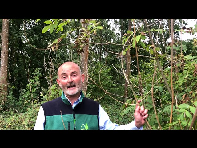 Technical: Updated guidance for managing woodland with ash dieback