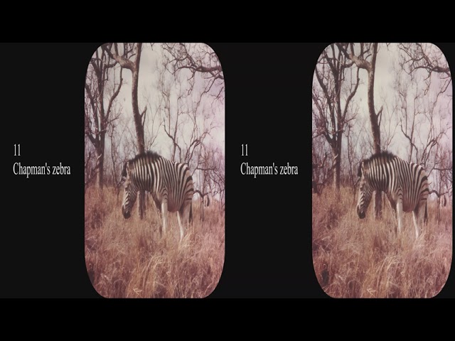 View-Master Safari 1973