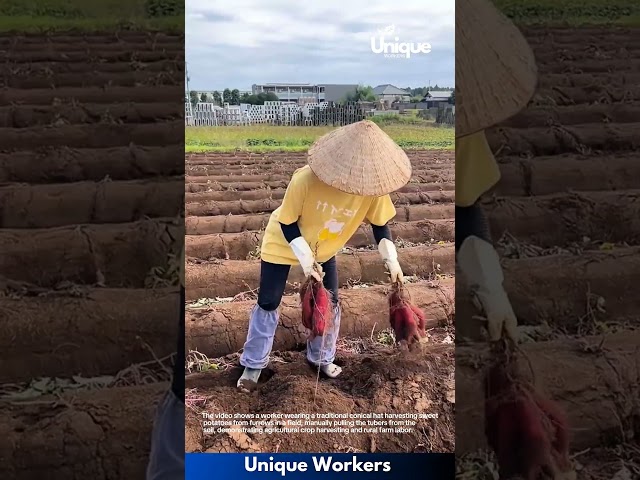 Agricultural Harvest: Worker Harvesting Sweet Potatoes in Field