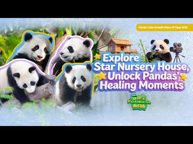 Broadcast: Explore Star Nursery House, Unlock Pandas' Healing Moments | iPanda