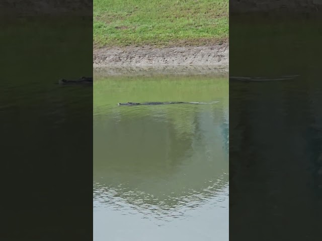 Alligator on the Move!