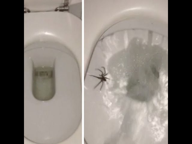 ALWAYS FLUSH BEFORE YOU USE THE TOILET!🕷️😟 #shorts
