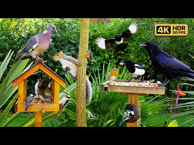 Cat TV for Cats to Watch 😸 Birds & Squirrels at the Bird table 🕊️ Bird videos for cats