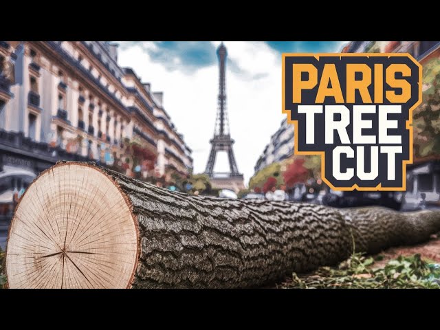Cutting Down Sky High Trees At Our ABANDONED PARISIAN HOME For Firewood!