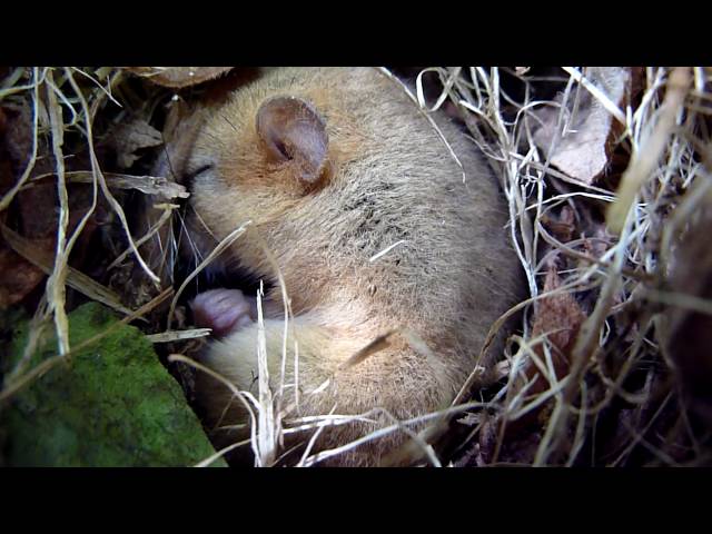 Sleeping Dormouse