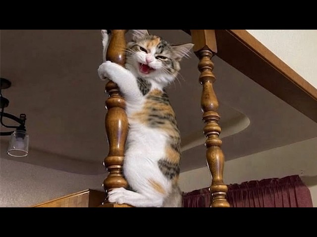 Cats Have the Funniest Personality 😭🤣 Hilarious Cats Video