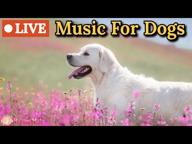 🔴24 Hours of Dog Music🎵🐶Calming Music for Dogs🐶💖Relaxing Music for Dog Sleep💖🦮Dog Stress Relief