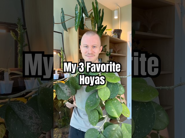 These Are My 3 Favorite Hoya Plants That I Grow In My Home! 🪴 #Hoya #Plants #Houseplants #Shorts