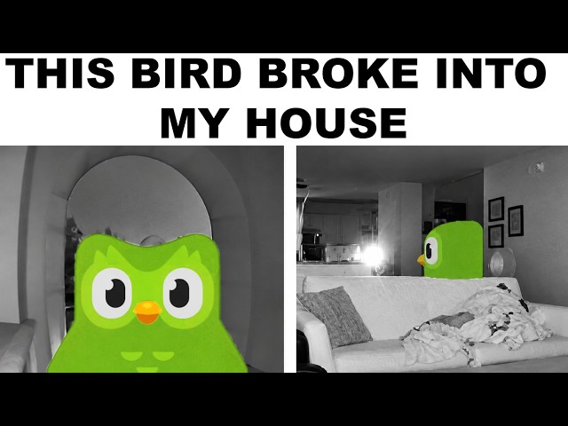 Duolingo Memes