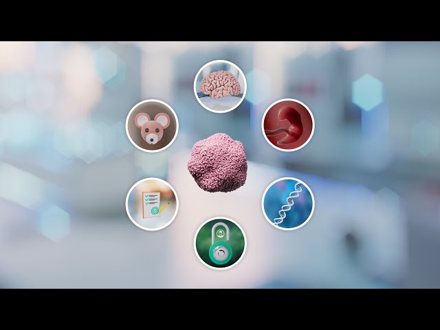 Human Organoids in Disease Research and Drug Discovery - Master's Research Project