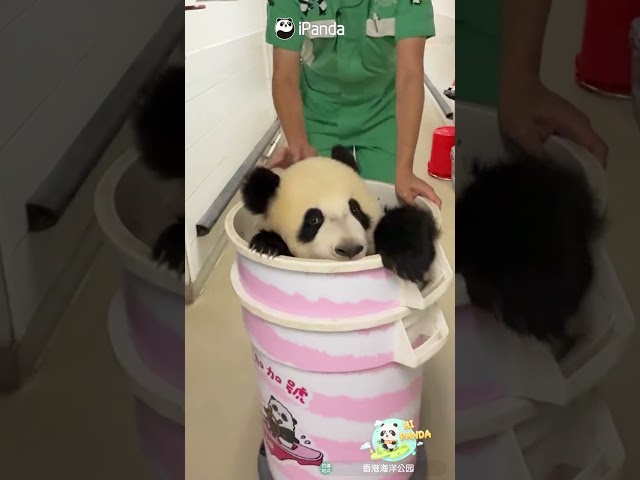 Toot Toot! Jia Jia Express, Departing! | iPanda #shorts #HKPanda