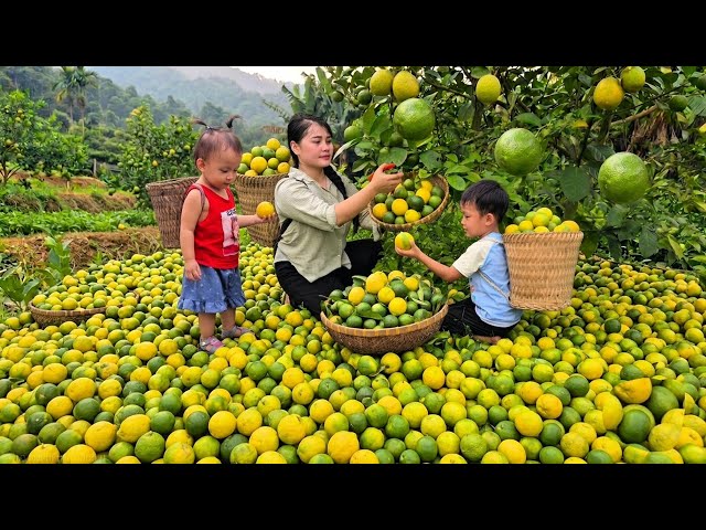 Life deep in the forest: harvesting fresh limes to buy new clothes for the children.