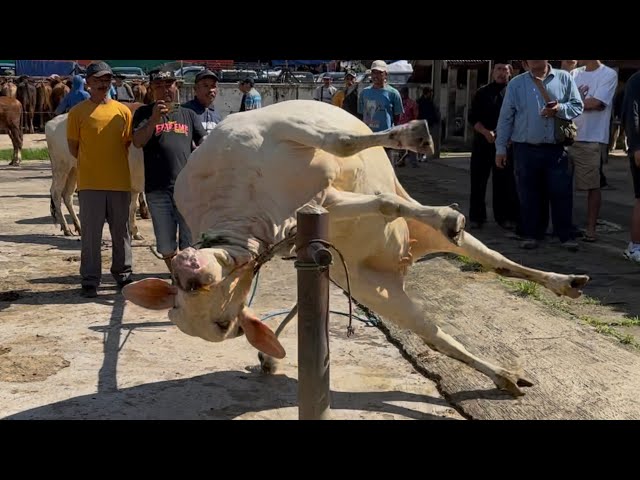 Record-breaking cow rampage shocks the world market