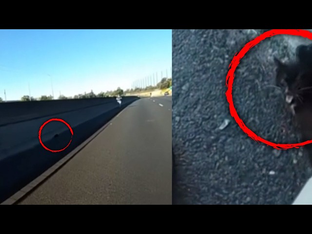 Highway Patrol Rescues Scared Kitten From Busy California Road