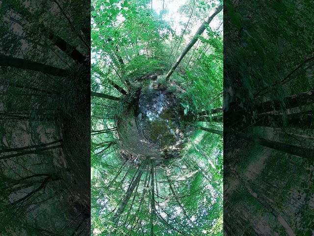 Animieren mal ein Bild - #panoxv2 #manstreamtsich tief im #wald , #netzbachtal #saarbrücken