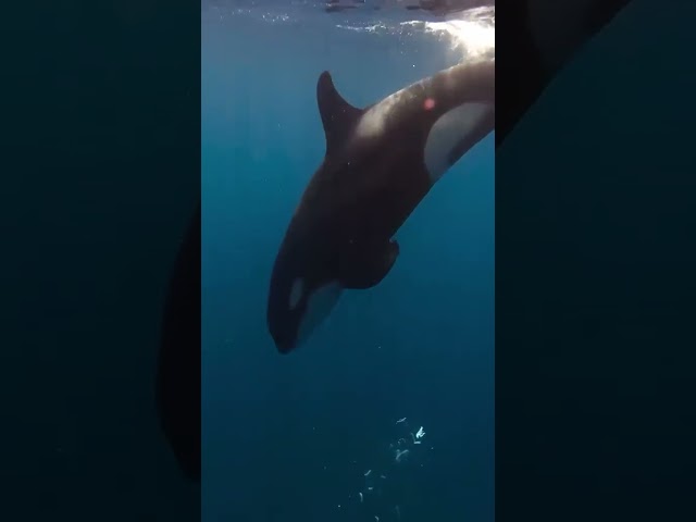 Orcas ramming sharp-tail sunfish to fragmentation