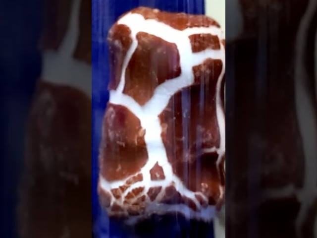 ⚗️🐻Boyle's Law in Action: The Marshmallow Teddy Bear Inflates Under Vacuum! ⚗️🐻 #physics #physique