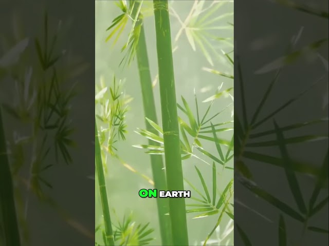 Discover the Magic of Bamboo A Guide to its Qualities and Beauty