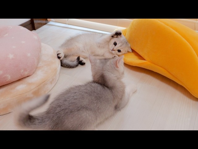 The kittens fighting over the bed were just too cute!