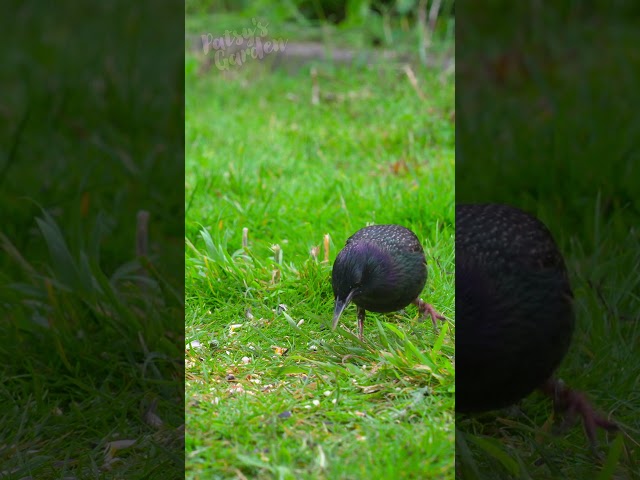 Watch a Catch! Starling catches worm dropped from bird feeder 5ft above. #birds #likeaboss #birders