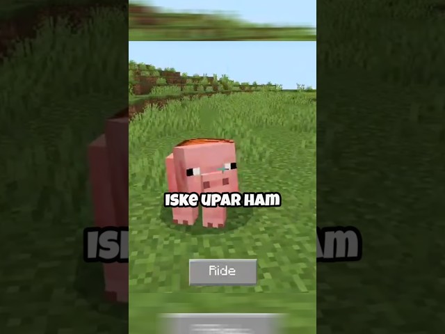 chicken vs pig 😱who is best?