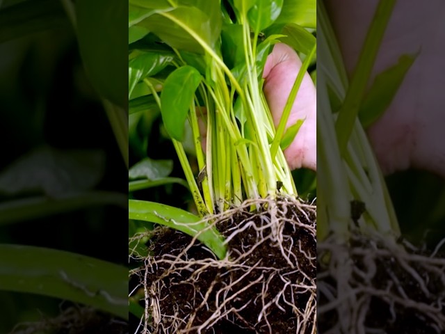 Do houseplants really clean the air? | Gardening Australia