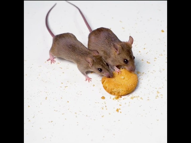 Mouse/Mice/Rat Cat Videos for Cats to Watch #shorts