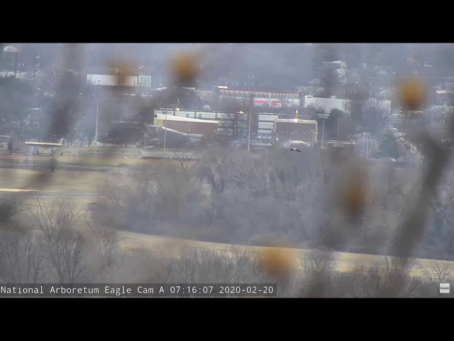 AEF NADC Eagle Cam 2-20-20: Flying With Mr. P & TFL