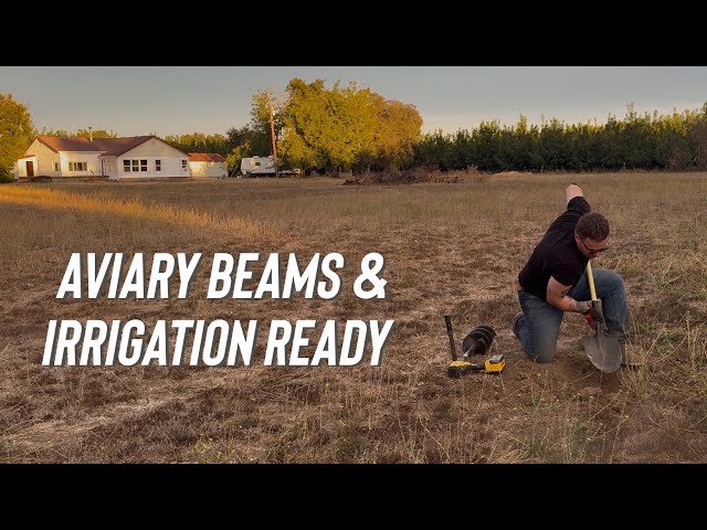 Aviary Progress + Digging Up Our Old Irrigation Heads
