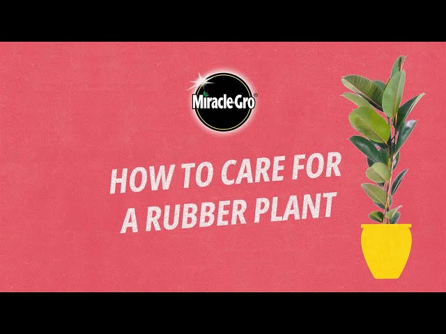 How to Care for a Rubber Plant | Miracle-Gro UK