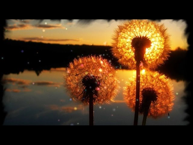 Волшебство. Asheni – Only Magic